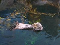 Im Ozeanarium