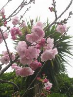 Im Palheiro Gardens