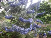 Im Palheiro Gardens