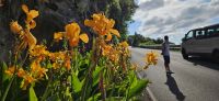 Indisches Blumenrohr auf der Inselrundfahrt Flores