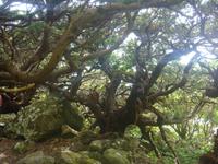 Insel Flores