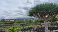 Insel Pico, Drachenbaum