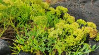 Insel Pico, Meerfenchel, kann im Salat verarbeitet werden