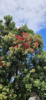 Insel Pico, letzte Blüten am neuseeländischen Eisenholzbaum