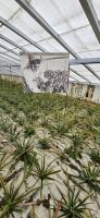 Insel Sao Miguel, Ananas PLantage