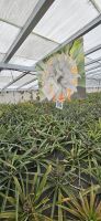 Insel Sao Miguel, Ananas Plantage