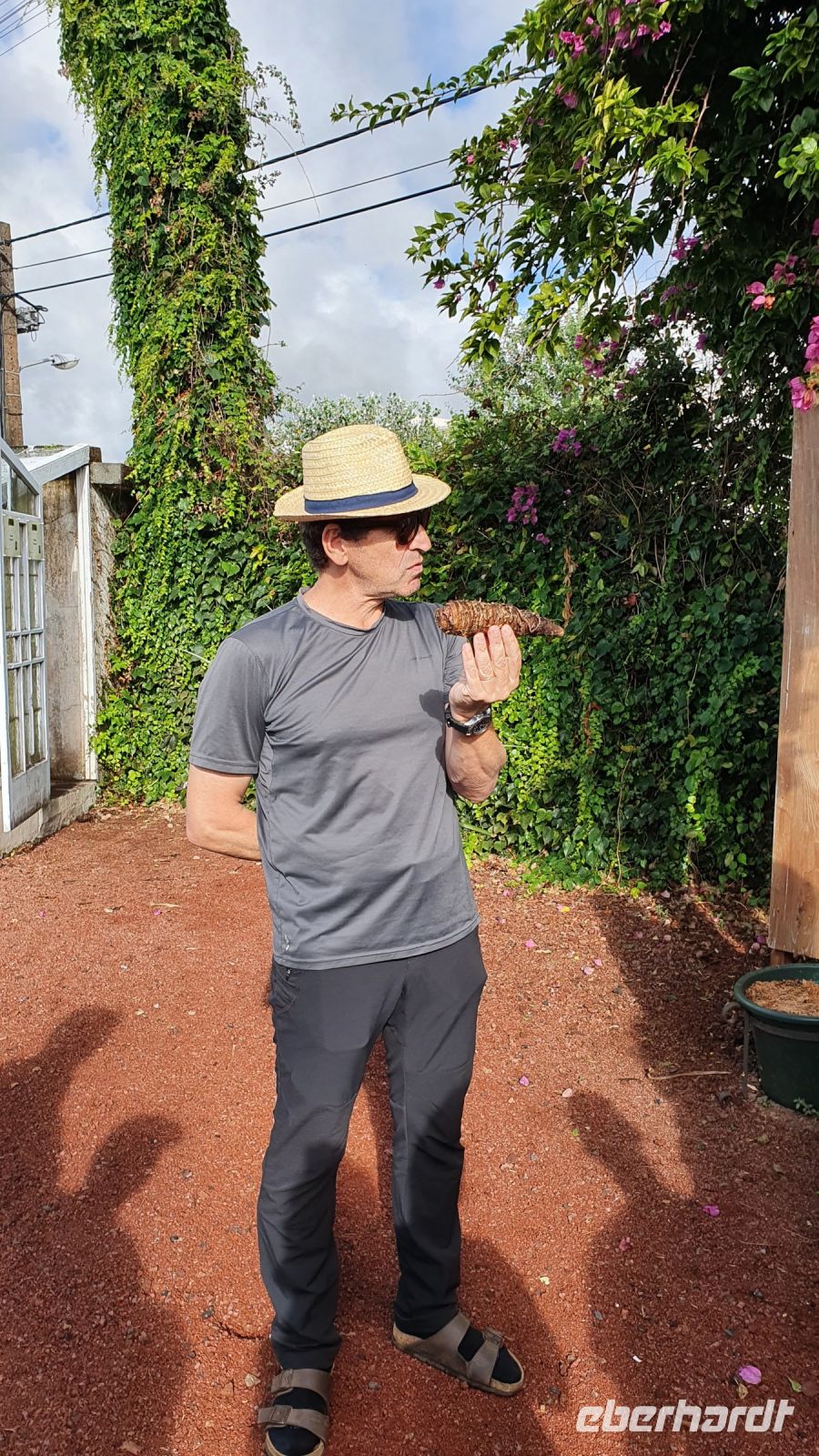 Insel Sao Miguel, Ananasplantage, Jose erläutert wie aus der Wurzel neue Pflanzen spriessen