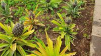 Insel Sao Miguel, Ananasplantage