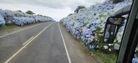 Insel Sao Miguel, Hortensien als 