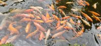Insel Sao Miguel, Terra Nostra Park, hungrige Fische