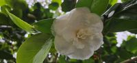 Insel Sao Miguel, Terra Nostra Park, verspätete Kamelien Blüte