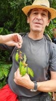 Insel Sao Miguel, azorianische Johannisbeeren vom Baum
