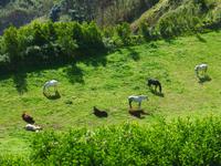 Insel Sao Miguel