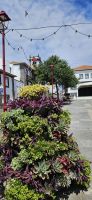 Insel Terceira, Praia da Vittoria, üppiger Blumenschmuck auf den Strassen