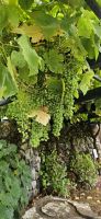 Insel Terceira, Weinpergola im Weinmuseum