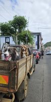 Insel Terceira, zwei Hunde - Helfer der Bauern