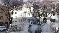Jacaranda Bäume