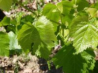Jungwein 2017