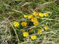Küstenblumen