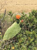 Kaktus mit Blüten