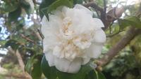 Kamelienblüte