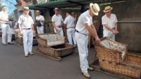 Korbschlitten Fahrer warten auf Gäste, Madeira, Monte