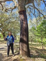 Korkbaum