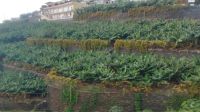 Landwirtschaft in Madeira, Portugal