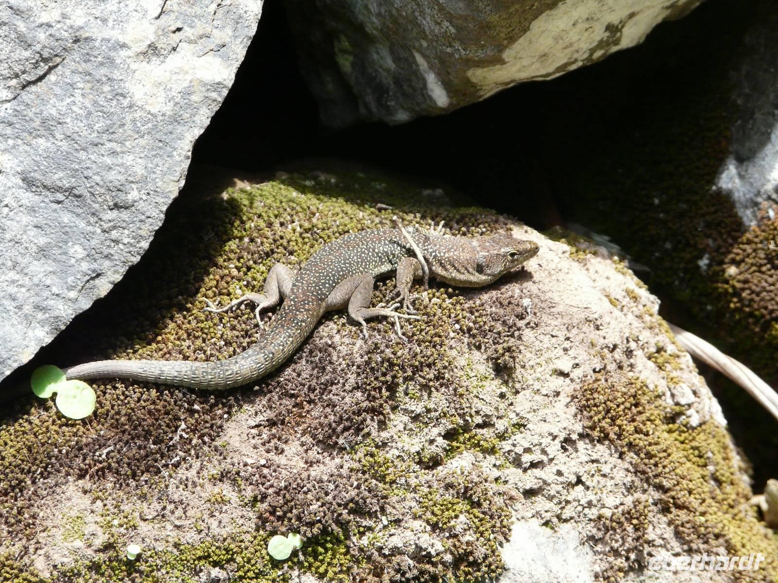 Levada von Maracos