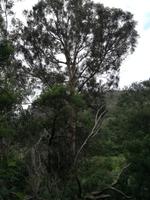 Levada von Marocos