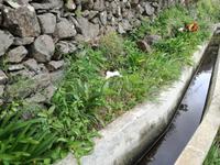 Levada von Marocos