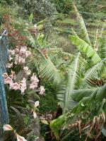 Levada von Marocos