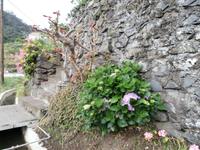 Levada von Marocos