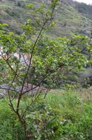 Levada-Wanderung 