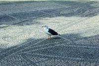 Lissabon Möwe