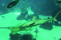 Lissabon Oceanario