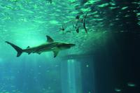 Lissabon Oceanario