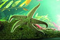 Lissabon Oceanario