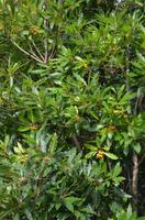 Lorbeerbaum