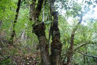 Lorbeerbaum