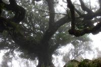 Lorbeerbaum
