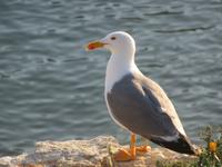 Möwe