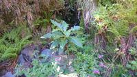 Madeira - Wanderung zu den 25 Quellen 