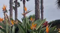 Madeira: Blumengarten mit Strelitzien im Hotel Views, Canico