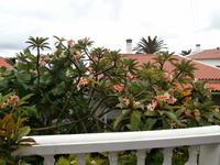 Madeiras Blumen