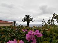 Madeiras Blumen