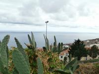 Madeiras Blumen