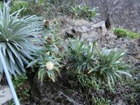 Madeiras Blumen
