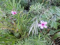 Madeiras Blumen
