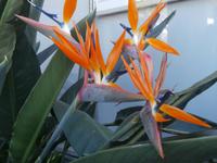 Madeiras Blumen